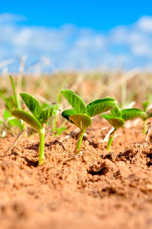 大豆,农业,植物,农场,种植,增长,污垢