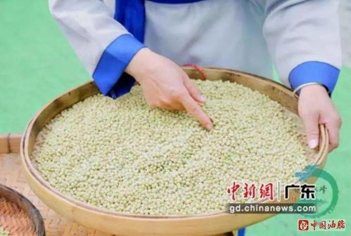 广东年加工2500万吨大豆,居全国第一