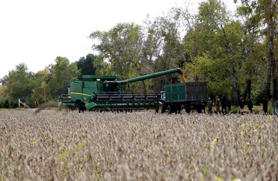红星农场有限公司:国家有机食品生产基地有机大豆收获忙